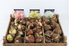 Hippeastrum Mix 15cm