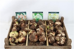 Hippeastrum Mix 15cm