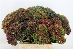 Hydrangea Charlotte 45cm 13-15cm Hd
