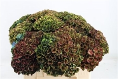 Hydrangea Charlotte 55cm 13-15cm Hd