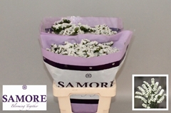 Limonium Sinuatum Silvery Sun Birds 60cm 20gr.