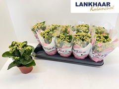 Kalanchoe Double Perfecta Pink 12Ø 24cm