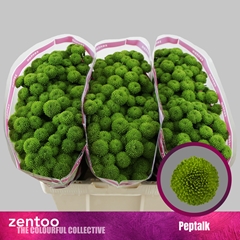 Chrysanth Santini Peptalk 55cm 40gr.