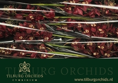 Cymbidium Priwine 80cm