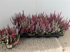 Calluna Garden Girls Trio Girls 11Ø 20cm