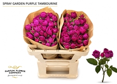 Rosa Garden Spray Purple Tambourine 60cm
