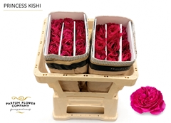 Rosa Garden Princess Kishi 60cm
