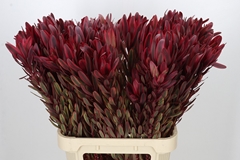 Leucadendron Jester 90cm