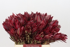 Leucadendron Jester 40cm