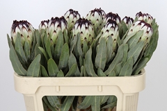 Protea Magnifica Niobe 70cm