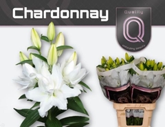 Lily Oriental Double Chardonnay 90cm 5+