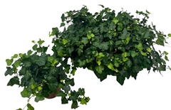 Hedera Helix Wonder 13Ø 30cm