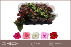 Kalanchoe Double Mix 8Ø 15cm