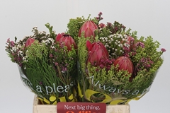Protea Per Bunch 40cm