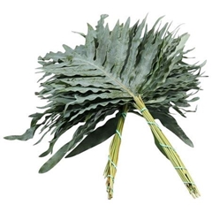 Phlebodium Blue Star 65cm