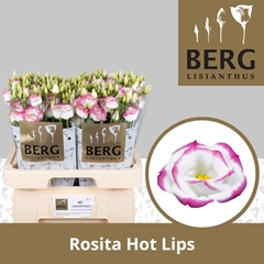 Eustoma Double Rosita Hot Lips 70cm