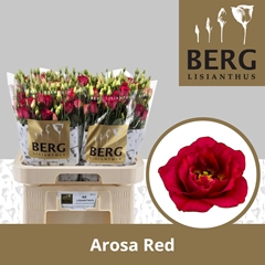 Eustoma Double Arosa Red 70cm