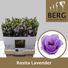 Eustoma Double Rosita Lavender 70cm