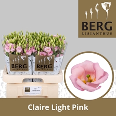Eustoma Single Claire Light Pink 70cm