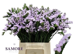 Limonium Sinuatum Tessa Lavender 45cm 10gr.