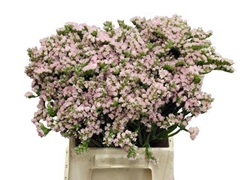 Limonium Sinuatum Apricot Sun Birds 45cm 10gr.