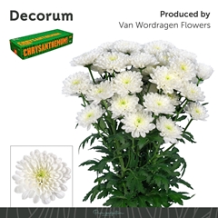 Chrysanth Spray Altaj 70cm 95gr.