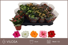 Kalanchoe Double Mix 8Ø 15cm