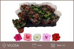 Kalanchoe Double Mix 8Ø 15cm