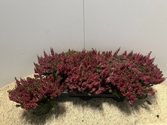 Calluna Garden Girls Mix 11Ø 16cm
