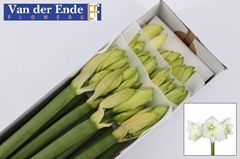 Hippeastrum Mont Blanc 75cm