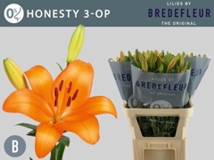 Lily La Honesty 85cm 3+