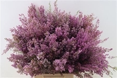 Erica Bicolor 50cm