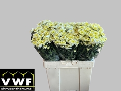 Chrysanth Spray Ltaj Cream 55cm 50gr.