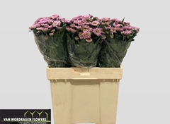 Chrysanth Spray Optimist 55cm 50gr.