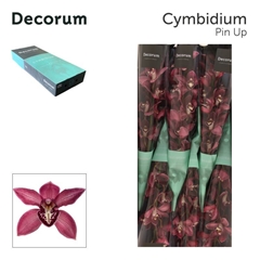 Cymbidium Pin-Up 60cm