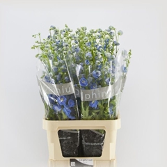 Delphinium Double Centurion Skyblue 110cm