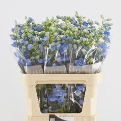 Delphinium Double Centurion Skyblue 80cm