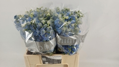 Delphinium Double Dewi Boy 60cm