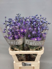 Delphinium Double Delphi's Power 90cm