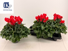 Cyclamen Super Serie Mammoth 17Ø 38cm