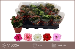 Kalanchoe Double Mix 8Ø 15cm