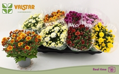 Chrysanth Mix 5 Colours 12Ø 25cm