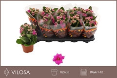 Kalanchoe Double Rosalina Geraldo Purple 10Ø 23cm
