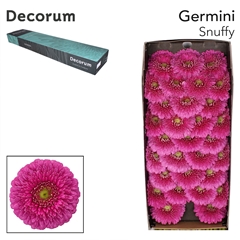 Gerbera Mini Sphere Pomponi Snuffy 45cm 7cm Hd