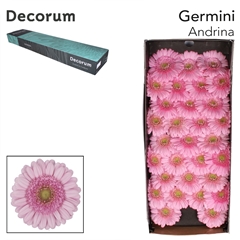 Gerbera Mini Green Center Andrina 45cm 7cm Hd