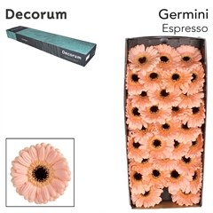 Gerbera Mini Black Center Espresso 45cm 7cm Hd