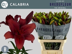 Lily La Calabria 90cm 3+