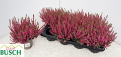 Calluna Vulgaris Beauty Ladies Steffi 12Ø 22cm