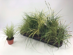Carex Mix 8Ø 15cm