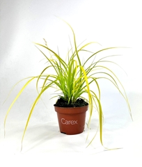 Carex Evercolor Everillo 12Ø 20cm
